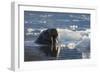 Norway, Svalbard, Spitsbergen. Walrus Surfaces in Water-Jaynes Gallery-Framed Photographic Print