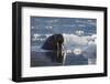 Norway, Svalbard, Spitsbergen. Walrus Surfaces in Water-Jaynes Gallery-Framed Photographic Print