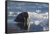 Norway, Svalbard, Spitsbergen. Walrus Surfaces in Water-Jaynes Gallery-Framed Stretched Canvas