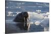 Norway, Svalbard, Spitsbergen. Walrus Surfaces in Water-Jaynes Gallery-Stretched Canvas