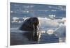 Norway, Svalbard, Spitsbergen. Walrus Surfaces in Water-Jaynes Gallery-Framed Photographic Print