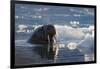 Norway, Svalbard, Spitsbergen. Walrus Surfaces in Water-Jaynes Gallery-Framed Photographic Print