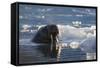Norway, Svalbard, Spitsbergen. Walrus Surfaces in Water-Jaynes Gallery-Framed Stretched Canvas