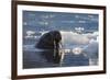 Norway, Svalbard, Spitsbergen. Walrus Surfaces in Water-Jaynes Gallery-Framed Photographic Print