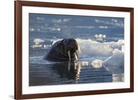 Norway, Svalbard, Spitsbergen. Walrus Surfaces in Water-Jaynes Gallery-Framed Photographic Print