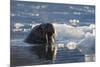 Norway, Svalbard, Spitsbergen. Walrus Surfaces in Water-Jaynes Gallery-Mounted Photographic Print