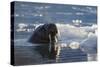Norway, Svalbard, Spitsbergen. Walrus Surfaces in Water-Jaynes Gallery-Stretched Canvas