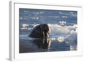 Norway, Svalbard, Spitsbergen. Walrus Surfaces in Water-Jaynes Gallery-Framed Photographic Print