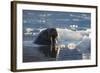 Norway, Svalbard, Spitsbergen. Walrus Surfaces in Water-Jaynes Gallery-Framed Photographic Print