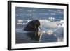 Norway, Svalbard, Spitsbergen. Walrus Surfaces in Water-Jaynes Gallery-Framed Photographic Print