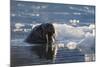 Norway, Svalbard, Spitsbergen. Walrus Surfaces in Water-Jaynes Gallery-Mounted Photographic Print