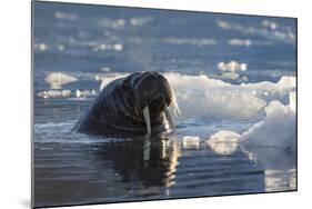 Norway, Svalbard, Spitsbergen. Walrus Surfaces in Water-Jaynes Gallery-Mounted Photographic Print