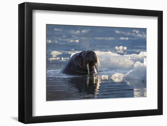 Norway, Svalbard, Spitsbergen. Walrus Surfaces in Water-Jaynes Gallery-Framed Premium Photographic Print