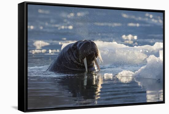 Norway, Svalbard, Spitsbergen. Walrus Surfaces in Water-Jaynes Gallery-Framed Stretched Canvas