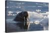 Norway, Svalbard, Spitsbergen. Walrus Surfaces in Water-Jaynes Gallery-Stretched Canvas