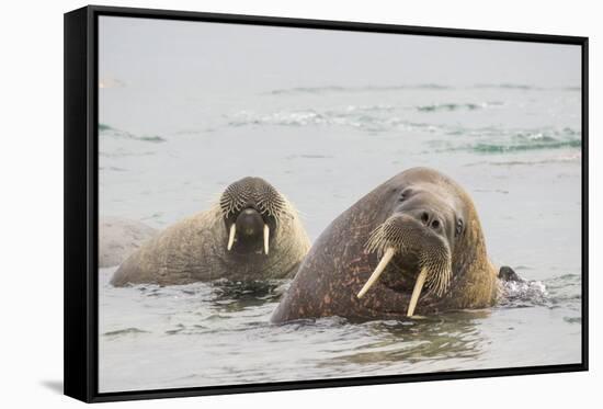 Norway, Svalbard, Walrus in Water-Ellen Goff-Framed Stretched Canvas