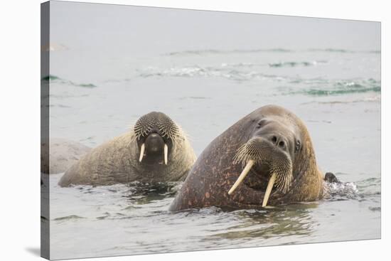 Norway, Svalbard, Walrus in Water-Ellen Goff-Stretched Canvas