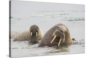 Norway, Svalbard, Walrus in Water-Ellen Goff-Stretched Canvas