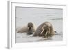 Norway, Svalbard, Walrus in Water-Ellen Goff-Framed Photographic Print