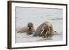 Norway, Svalbard, Walrus in Water-Ellen Goff-Framed Photographic Print