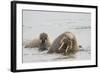 Norway, Svalbard, Walrus in Water-Ellen Goff-Framed Photographic Print