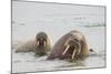 Norway, Svalbard, Walrus in Water-Ellen Goff-Mounted Photographic Print