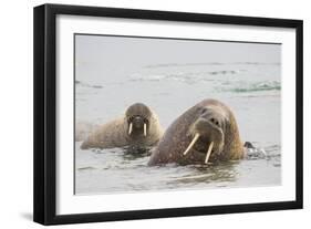 Norway, Svalbard, Walrus in Water-Ellen Goff-Framed Photographic Print