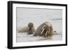 Norway, Svalbard, Walrus in Water-Ellen Goff-Framed Photographic Print