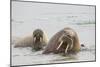 Norway, Svalbard, Walrus in Water-Ellen Goff-Mounted Photographic Print