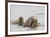 Norway, Svalbard, Walrus in Water-Ellen Goff-Framed Premium Photographic Print