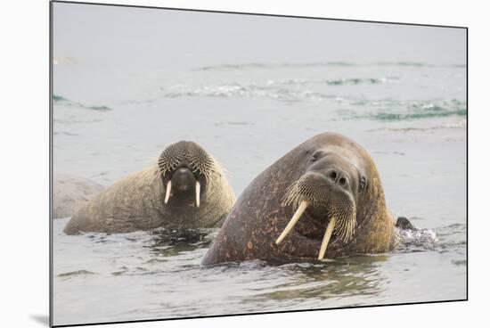 Norway, Svalbard, Walrus in Water-Ellen Goff-Mounted Premium Photographic Print