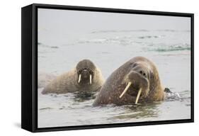 Norway, Svalbard, Walrus in Water-Ellen Goff-Framed Stretched Canvas