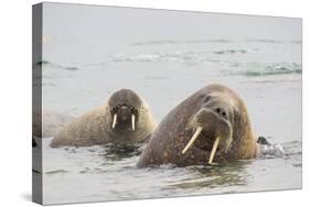 Norway, Svalbard, Walrus in Water-Ellen Goff-Stretched Canvas