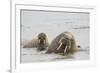 Norway, Svalbard, Walrus in Water-Ellen Goff-Framed Photographic Print