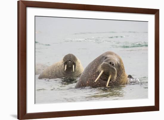 Norway, Svalbard, Walrus in Water-Ellen Goff-Framed Photographic Print