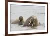 Norway, Svalbard, Walrus in Water-Ellen Goff-Framed Photographic Print