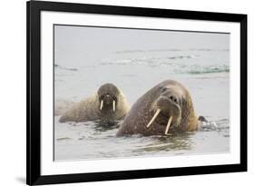 Norway, Svalbard, Walrus in Water-Ellen Goff-Framed Photographic Print