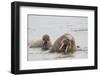 Norway, Svalbard, Walrus in Water-Ellen Goff-Framed Photographic Print