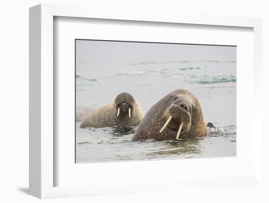 Norway, Svalbard, Walrus in Water-Ellen Goff-Framed Photographic Print