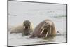 Norway, Svalbard, Walrus in Water-Ellen Goff-Mounted Photographic Print