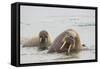 Norway, Svalbard, Walrus in Water-Ellen Goff-Framed Stretched Canvas