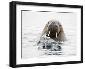 Norway, Svalbard, Walrus in Water-Ellen Goff-Framed Premium Photographic Print