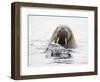 Norway, Svalbard, Walrus in Water-Ellen Goff-Framed Photographic Print