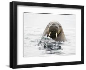 Norway, Svalbard, Walrus in Water-Ellen Goff-Framed Photographic Print