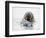 Norway, Svalbard, Walrus in Water-Ellen Goff-Framed Photographic Print