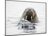 Norway, Svalbard, Walrus in Water-Ellen Goff-Mounted Photographic Print