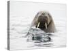 Norway, Svalbard, Walrus in Water-Ellen Goff-Stretched Canvas