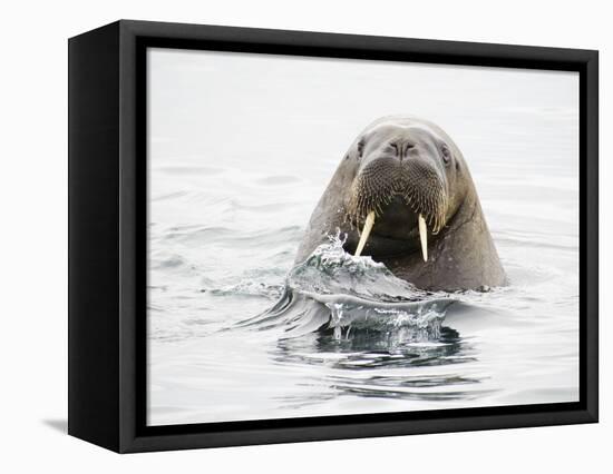 Norway, Svalbard, Walrus in Water-Ellen Goff-Framed Stretched Canvas