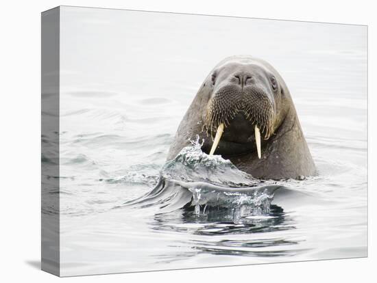 Norway, Svalbard, Walrus in Water-Ellen Goff-Stretched Canvas