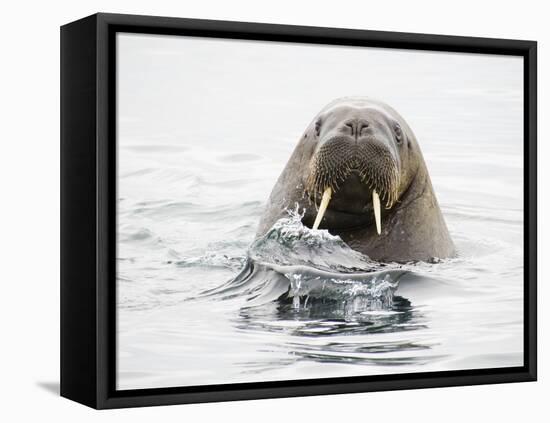 Norway, Svalbard, Walrus in Water-Ellen Goff-Framed Stretched Canvas